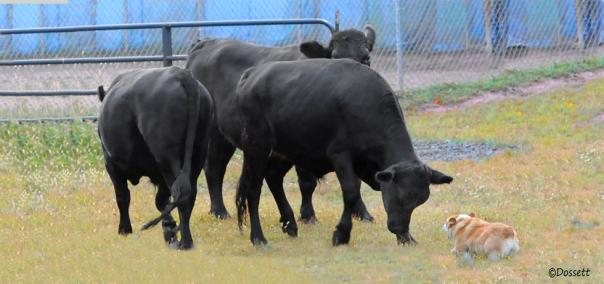 Banniere_Accueil_Boeuf_03