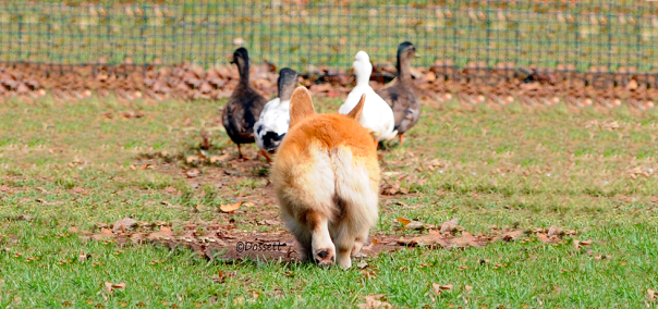 Banniere_Accueil_Canards_03