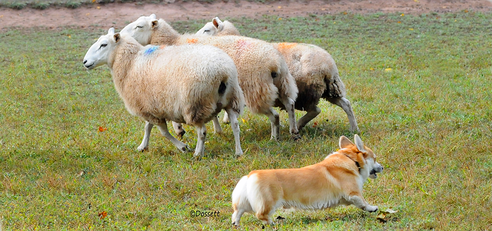 Banniere_Accueil_moutons_03