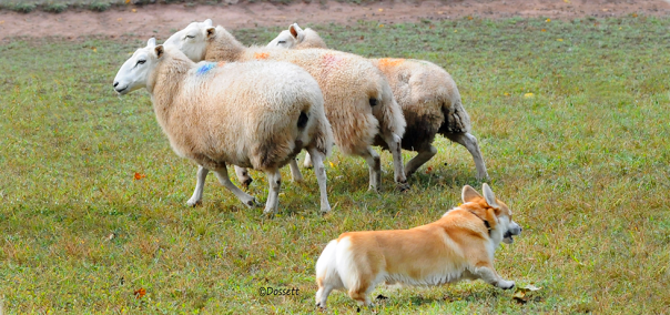 Banniere_Accueil_moutons_03