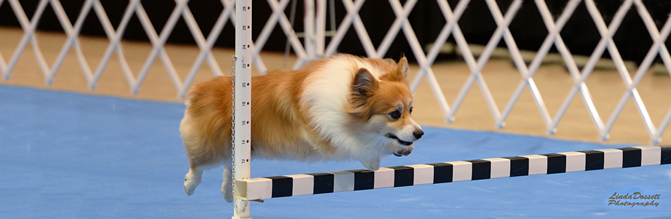 Banniere_pages_Discipline01