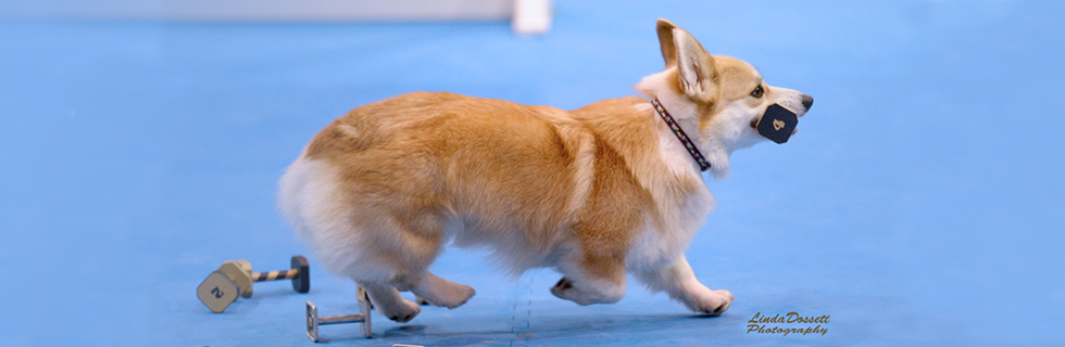 Banniere_pages_Discipline03