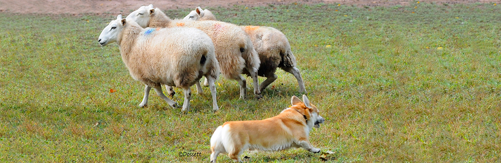 Banniere_pages_herding2