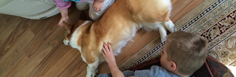 Banniere_pages_ZooTherapieCorgi