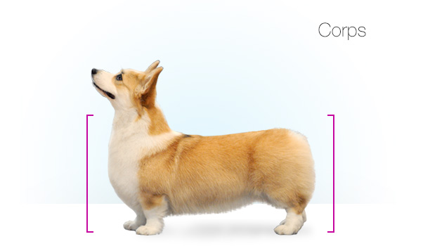 Standards_Corgi_kate_12