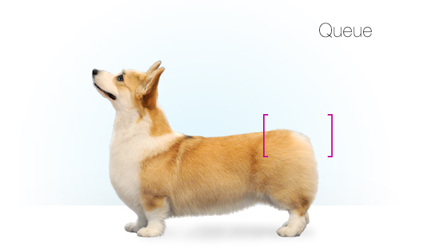 Standards_Corgi_kate_14