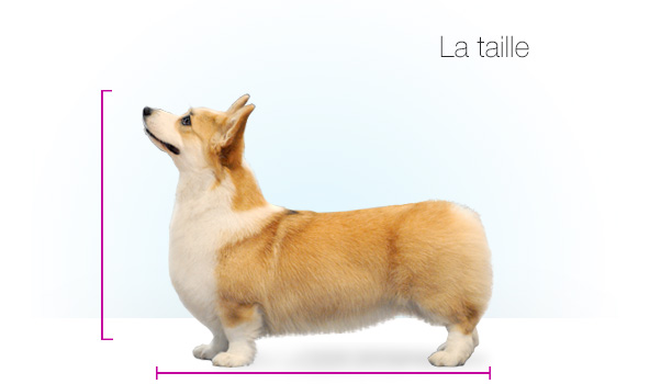 Standards_Corgi_kate_17