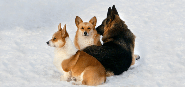 Banniere_Accueil-CorgiBA_03