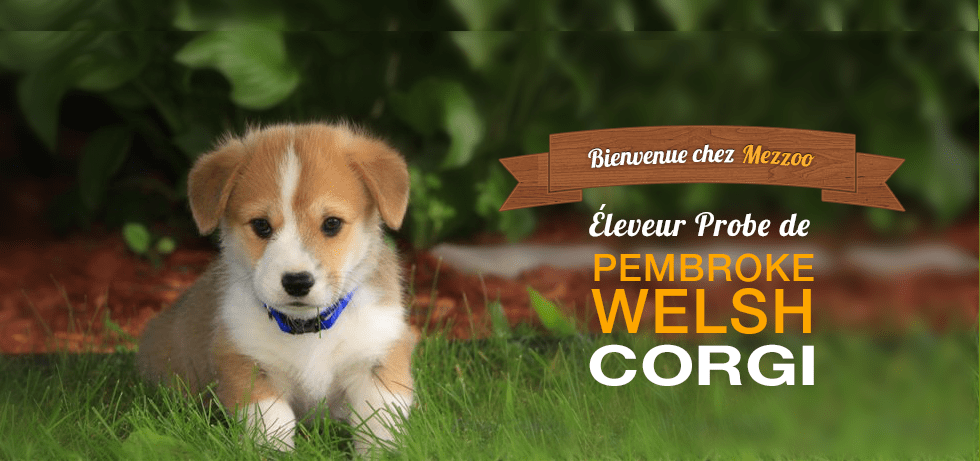 template_corgis_lynda_v4_03